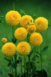 Dahlia Pompon – “deepest Yellow” Bulbs