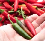 Chilli Serrano 15CM Pot