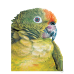 Parrot Art Print - A2