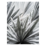 Silver Spray Art Print - A1