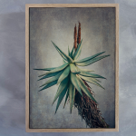 Aloes 1 Art Print - A1 Framed Canvas With Natural Wood Frame
