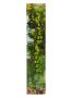 Pure Incense Divine Nature (A Deep Earthy Fragrance)