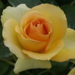 Harry Oppenheimer Hybrid Tea Rose 5LT