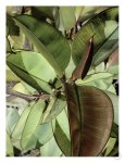 Ficus Elastica Art Print - A3