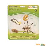 Safariology Life Cycle Of A Mosquito