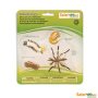 Safariology Life Cycle Of A Mosquito