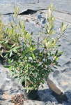 Anastrabe Integerrima 19CM Pot