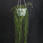 Hoya Linearis - 12CM Nursery Pot