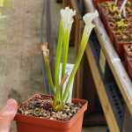 Trumpet Pitcher Sarracenia 'leucophylla Var.alba Seedling 13 5.' Special Import. - Dormant Plant. 12CM Plastic Container.