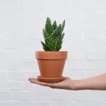 Jewelled Aloe - In 11CM Terracotta Pot Set