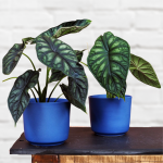 Alocasia Dragon Scale - In 14CM Nursery Pot