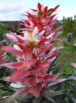 Mimetes Splendidus 15CM Pot