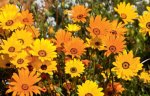African Daisy Aurantiaca Mix Seed - 5 G Raw Seed