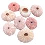 Home Decor Multifunctional Sea Urchin Shells For Crafts Or Pot Plants 8 Set