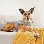 Citizen K9 Dog Jersey - Large Long