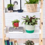 Ctenanthe Amagris - In Greenery Cotton Corder Planter