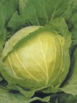 Cabbage Drumhead Seed - 10 G Raw Seed