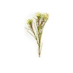 - Wax Flowers - Cream - 78CM