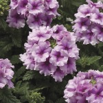 Verbena Tuscany Orchid Frost Seed - 20 Raw Seed