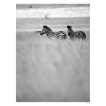 Savannah Art Print - A4