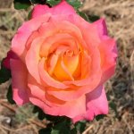 Sundowner Hybrid Tea Rose 5LT
