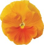 Pansy Matrix Orange Seed - 500 Raw Seed