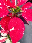 Poinsettia Mixed - Red Varigated