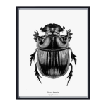 Dung Beetle Art Print - A3
