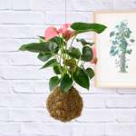 Anthurium Mossball - Pink