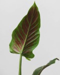 Philodendron Cruentum Subhastatum Seedlings - 3 Plug Plants