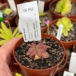 Butterwort Pinguicula 'laueana Crimson Flower .' Special Import