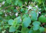Crassula Spathulata 4LT
