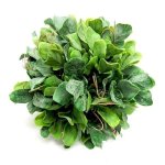 Artificial Sealeaf Topiary Ball 19CM