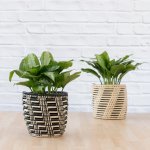 Chinese Evergreen - Pattaya Beauty - In 30CM Queen Ilala Basket