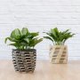 Chinese Evergreen - Pattaya Beauty - In 30CM Queen Ilala Basket