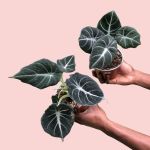 Elephant Ear - Black Velvet - In 12CM Nursery Pot