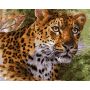 Artikon Paint By Numbers Diy 40CMX50CM Frame - Sunshine Rhino
