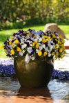 Pansy Cool Wave Mix Seed - 10 Primed Seed
