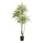 Nan Tian Bamboo Plant