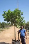 Erythrina Caffra 200LT