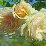 Wedding Garland Rose 5LT