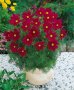 Cosmos Sonata Carmine - Pack 1000 Sds Raw