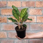 Chinese Evergreen - Pink Peacock - 15CM Nursery Pot