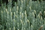 Lavandula Dentata “pure Harmony” – White 20CM Pot