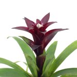 Guzmania - Maroon - 14CM Nursery Pot