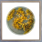 Foraged Texture Rounds 4 Art Print - 100 X 100CM Framed Canvas With Natural Wood Frame