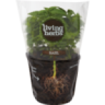 Herbs Basil