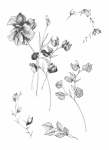 Floral Sketch 3 Art Print - A4