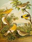 DIE Nordamerikanische Vogelwelt 7 Art Print - A0