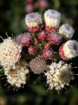 Sweet Lucy Leucospermum Pincushion 15CM Pot